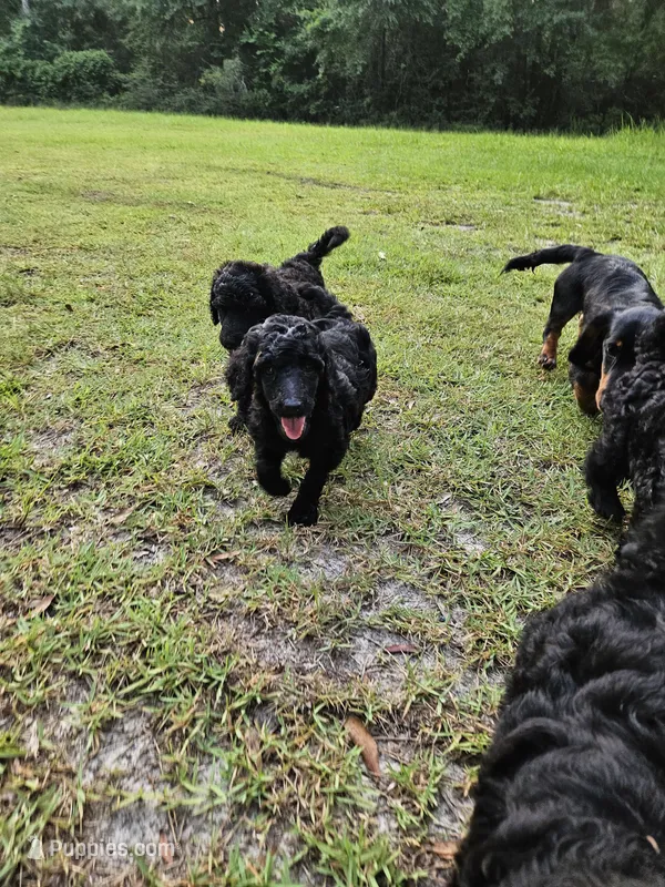 Sprout – Poodle - Multi-Colored Standard, Poodle - Standard  puppy for sale in Mobile, AL