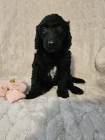 Ash, a female Poodle - Standard  for sale in Mobile, AL – 1 of 2