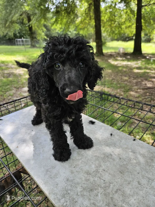 Cherry (Light Pink) – Poodle - Multi-Colored Standard, Poodle - Standard  puppy for sale in Mobile, AL