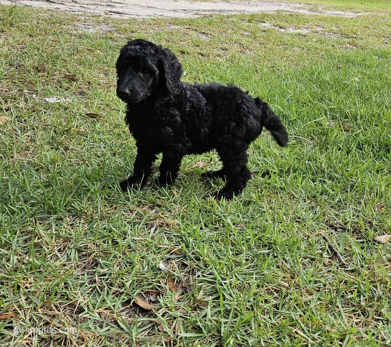 Hemlock (Hemmy) – Poodle - Multi-Colored Standard, Poodle - Standard  puppy for sale in Mobile, AL