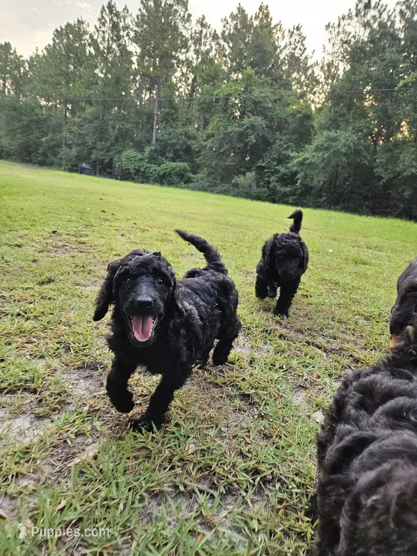 Cherry (Light Pink) – Poodle - Multi-Colored Standard, Poodle - Standard  puppy for sale in Mobile, AL