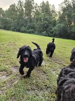 Cherry (Light Pink), a female Poodle - Multi-Colored Standard and Poodle - Standard  for sale in Mobile, AL – 1 of 3