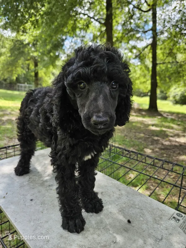 Magnolia (Maggie) – Poodle - Multi-Colored Standard, Poodle - Standard  puppy for sale in Mobile, AL