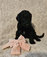 Cherry, a female Poodle - Standard  for sale in Mobile, AL – 2 of 2