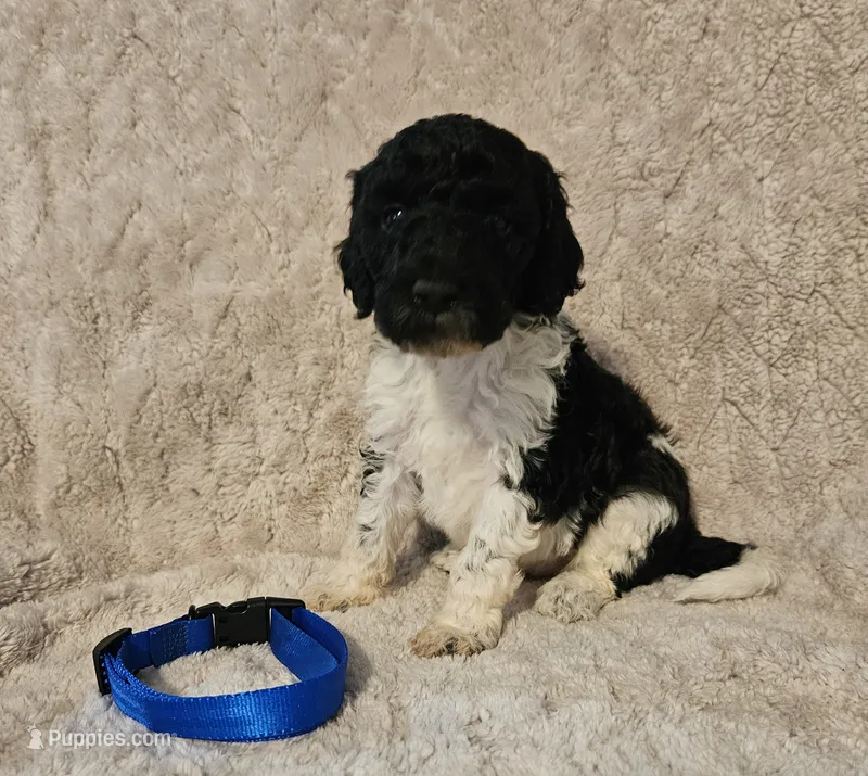 Birch – Poodle - Standard  puppy for sale in Mobile, AL