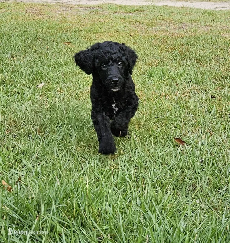 Cedar – Poodle - Multi-Colored Standard, Poodle - Standard  puppy for sale in Mobile, AL