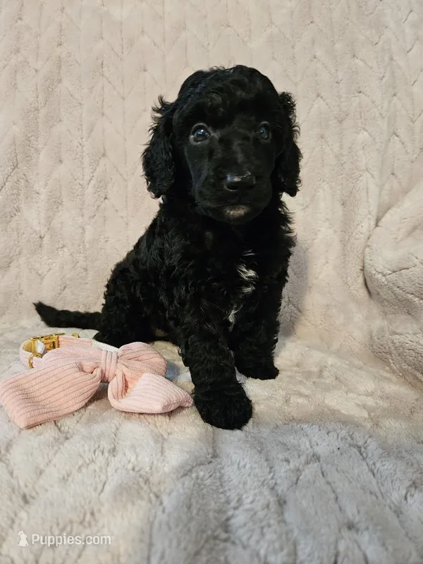 Magnolia – Poodle - Standard  puppy for sale in Mobile, AL