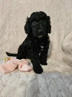 Magnolia, a female Poodle - Standard  for sale in Mobile, AL – 1 of 3
