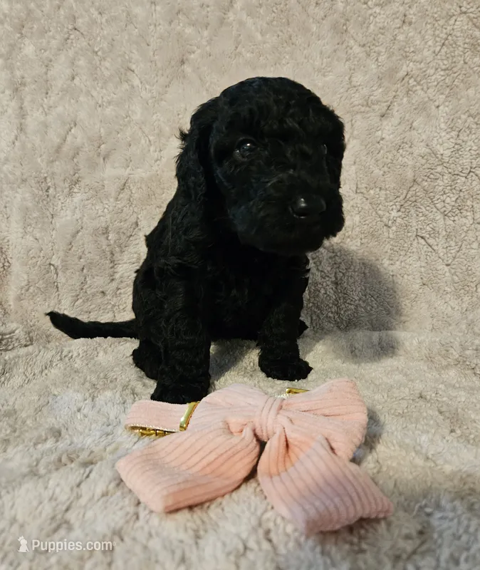 Olive – Poodle - Standard  puppy on hold in Mobile, AL