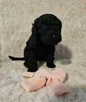 Olive, a female Poodle - Standard  for sale in Mobile, AL – 1 of 1