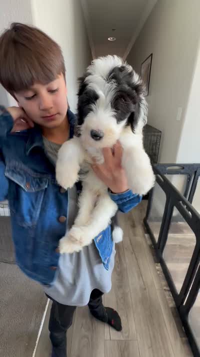 Iroh, a male Sheepadoodle for sale in Colorado Springs, CO – 2 of 2