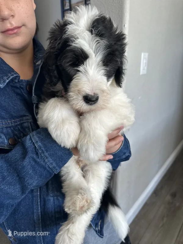 Iroh – Sheepadoodle puppy for sale in Colorado Springs, CO