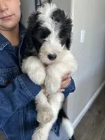 Iroh, a male Sheepadoodle for sale in Colorado Springs, CO – 1 of 2