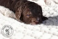 Baker, a male Cavapoo for sale in Farmington, AR – 6 of 10