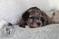 Autumn, a female Cavapoo for sale in Farmington, AR – 9 of 9