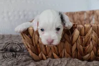 Maple, a female Cavapoo for sale in Farmington, AR – 6 of 8