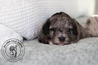Autumn, a female Cavapoo for sale in Farmington, AR – 7 of 9