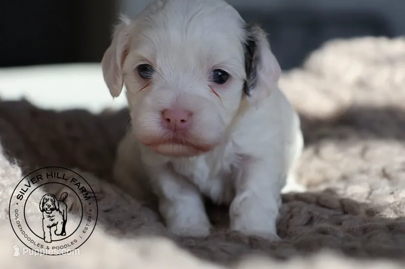 Maple – Cavapoo puppy for sale in Farmington, AR