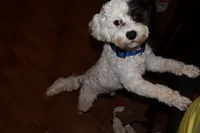 Cavapoo Litter, a  Cavapoo for sale in Fayetteville, AR – 2 of 5