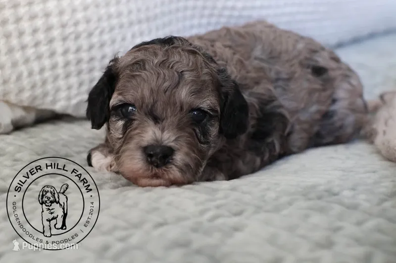 Autumn – Cavapoo puppy for sale in Farmington, AR