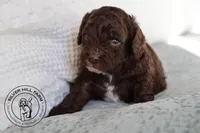 Baker, a male Cavapoo for sale in Farmington, AR – 1 of 10