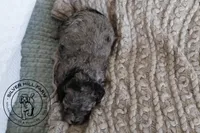Autumn, a female Cavapoo for sale in Farmington, AR – 2 of 9