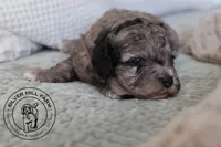 Autumn, a female Cavapoo for sale in Farmington, AR – 3 of 9