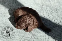 Baker, a male Cavapoo for sale in Farmington, AR – 7 of 10