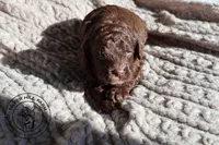 Baker, a male Cavapoo for sale in Farmington, AR – 5 of 10