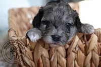 Autumn, a female Cavapoo for sale in Farmington, AR – 8 of 9