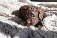Baker, a male Cavapoo for sale in Farmington, AR – 9 of 10