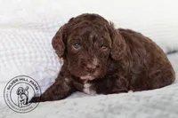 Baker, a male Cavapoo for sale in Farmington, AR – 4 of 10