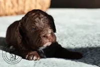 Baker, a male Cavapoo for sale in Farmington, AR – 10 of 10