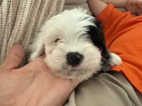 Cavapoo Litter, a  Cavapoo for sale in Fayetteville, AR – 5 of 5