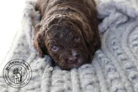 Baker, a male Cavapoo for sale in Farmington, AR – 3 of 10