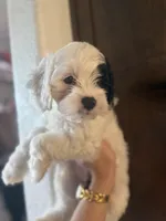 Cavapoo Litter, a  Cavapoo for sale in Fayetteville, AR – 4 of 5