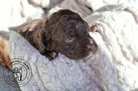 Baker, a male Cavapoo for sale in Farmington, AR – 8 of 10