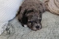 Autumn, a female Cavapoo for sale in Farmington, AR – 4 of 9