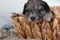 Autumn, a female Cavapoo for sale in Farmington, AR – 5 of 9