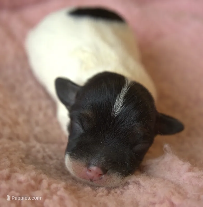 Trudy – Jack Russell Terrier puppy for sale in Riverside, CA
