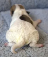 Jake, a male Parson Russell Terrier for sale in Riverside, CA – 5 of 10
