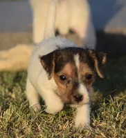 Fallon, a female Jack Russell Terrier for sale in Riverside, CA – 3 of 10