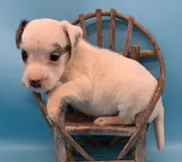 Iggy, a male Jack Russell Terrier for sale in Riverside, CA – 2 of 10