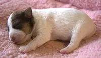 Cricket, a female Jack Russell Terrier for sale in Riverside, CA – 2 of 9