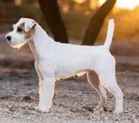 Ready Now!, a male Jack Russell Terrier for sale in Riverside, CA – 10 of 10