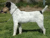 Due July 3rd, a  Jack Russell Terrier for sale in Riverside, CA – 3 of 7