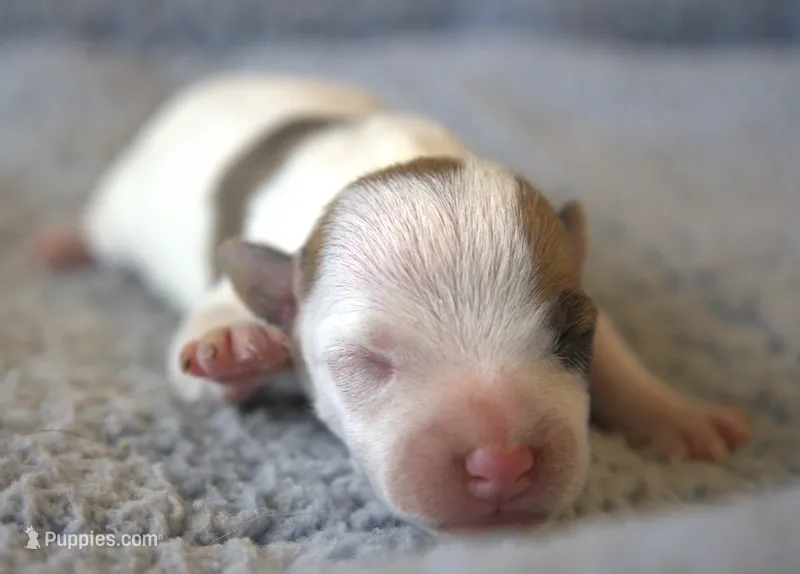 Jake – Parson Russell Terrier puppy for sale in Riverside, CA
