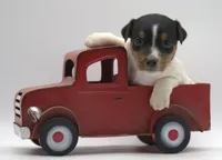Molly, a female Jack Russell Terrier for sale in Riverside, CA – 2 of 10