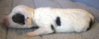 Radar, a male Parson Russell Terrier for sale in Riverside, CA – 3 of 8