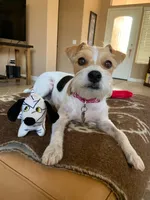 Due July 17th, a  Parson Russell Terrier for sale in Riverside, CA – 1 of 7